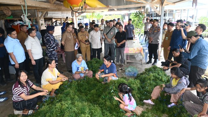 Ekonomi Masyarakat Nias Utara Terdongkrak dari Rumput Laut,Wagub Surya Dorong Hilirisasi